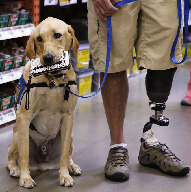 New Veterinary Benefits for Service Dogs of Veterans with Mental
