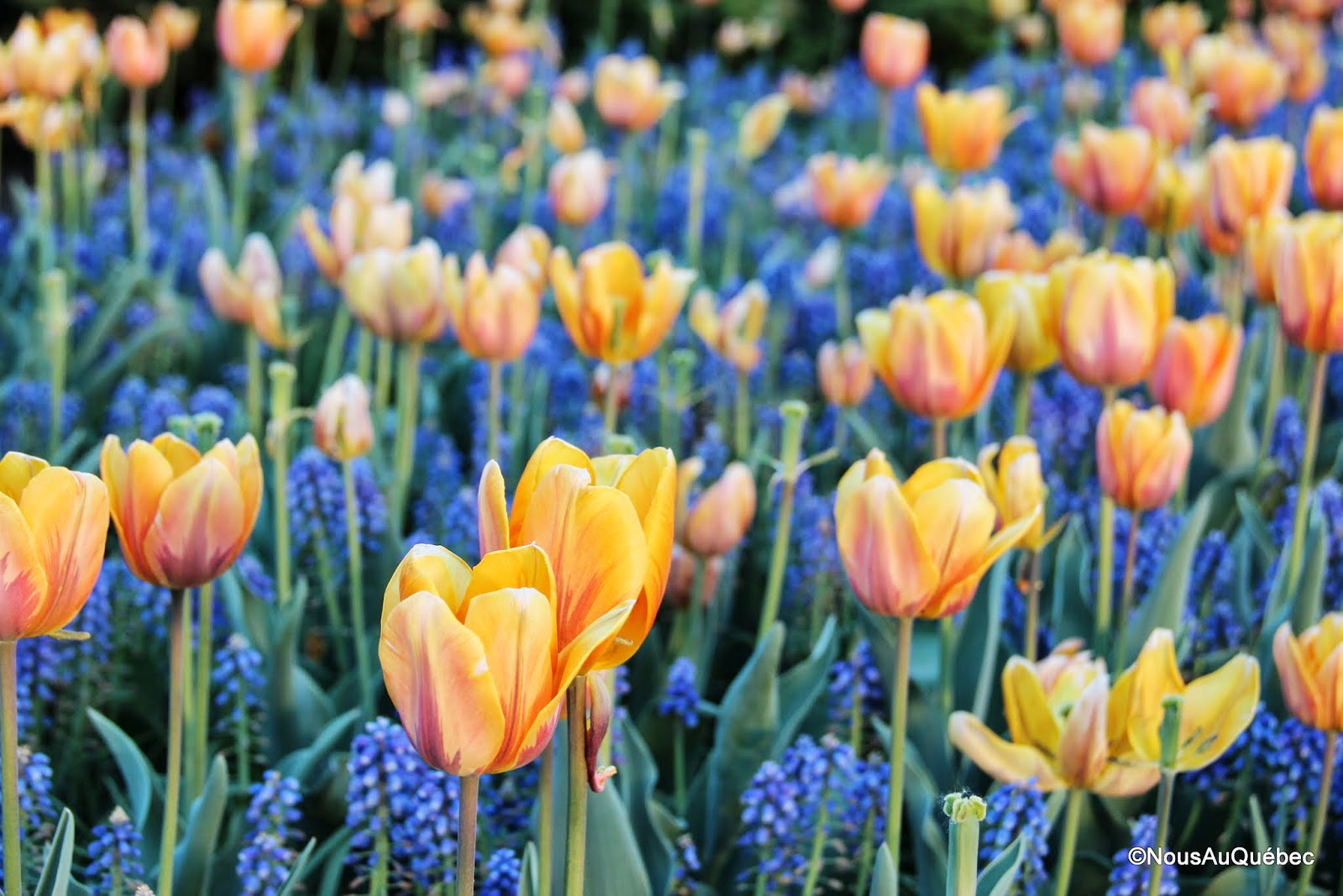 Le festival des Tulipes Ottawa