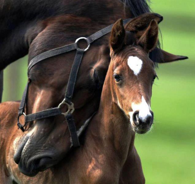 animal planet horse documentary animal planet horse documentary