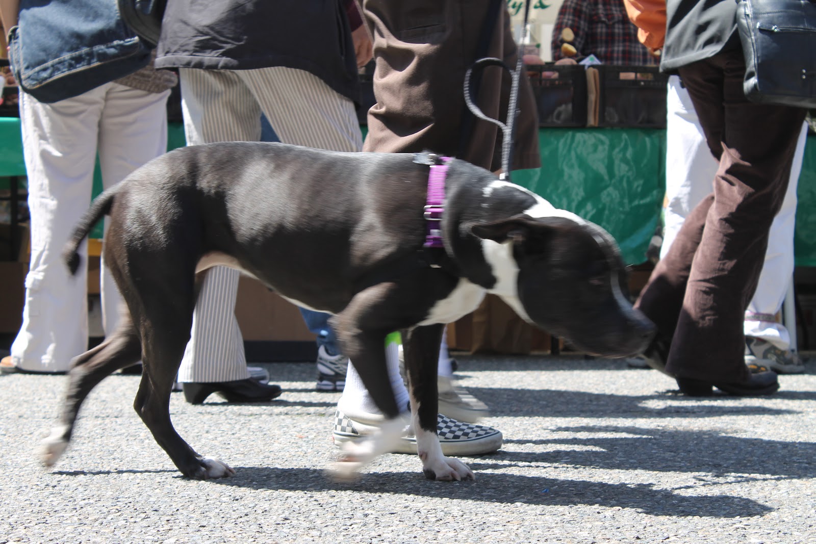 Crown Hill Farmer's Market Dogs