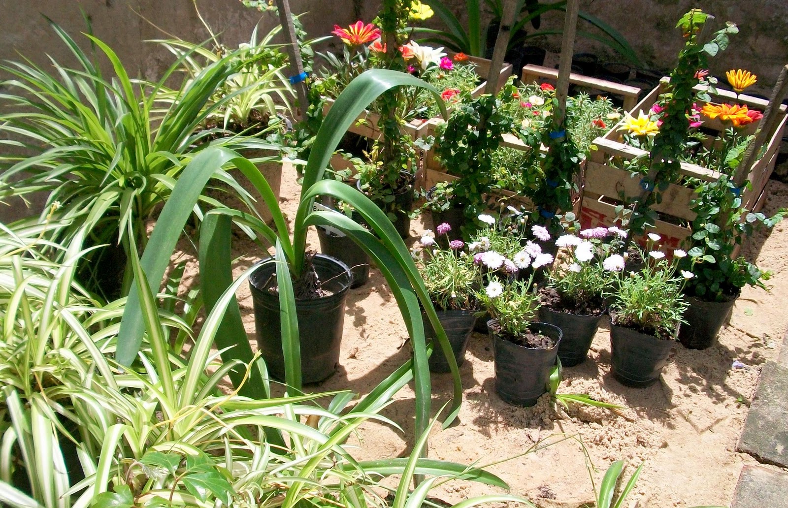 "Las cuatro estaciones en tu jardín": Nuestras plantitas!