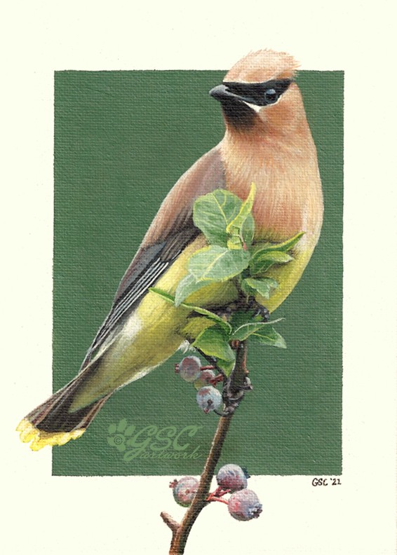 cedar waxwing acrylic painting wildlife bird art avian paint artwork blueberries