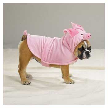 Dog pig