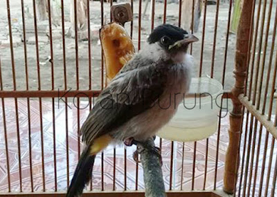 Cara Merawat Serta Meloloh Anakan Burung Kutilang Berikut ialah bagaimana cara merawat serta meloloh anakan Burung Kutilang Cara Merawat Serta Meloloh Anakan Burung Kutilang