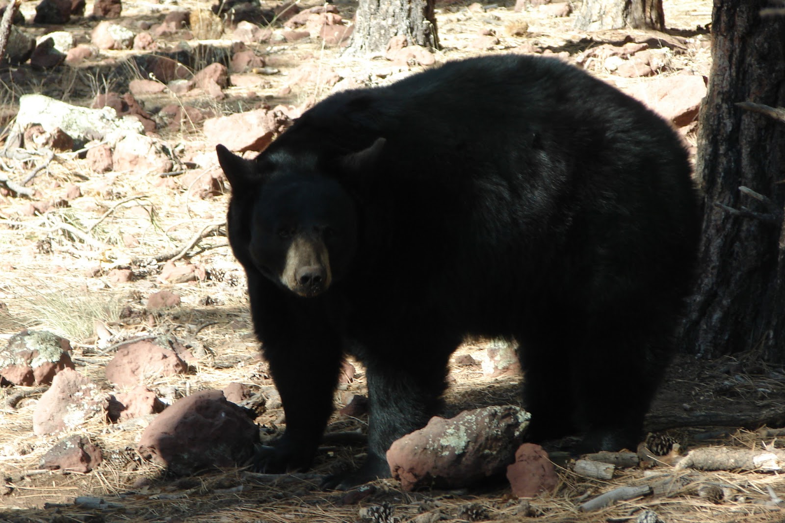 Our Life in Illinois Mammals