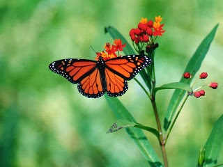 Butterfly wallpapers hd