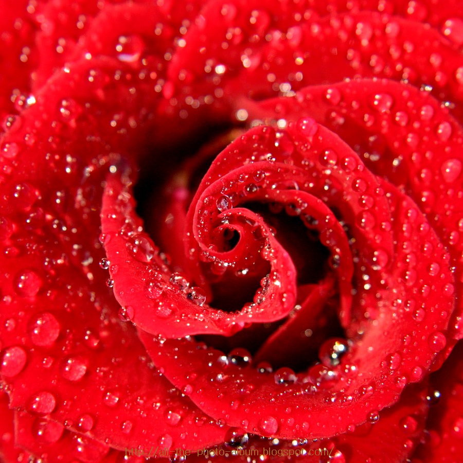 My Beautiful Picutre Album centre of single red rose with lots of