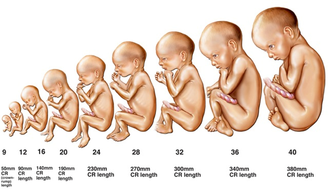 When Does Baby Develop Frontal Cortex Pregnancy?