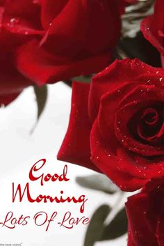 good morning rose images