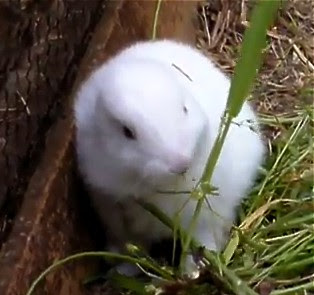 Fukushima Rabbit