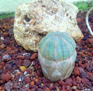 Jardin Botánico Valencia: Caseta del Romero