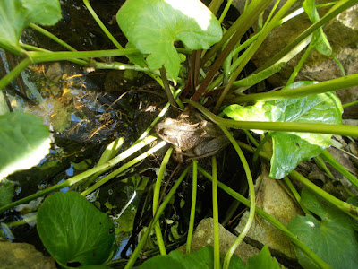 Frog in a pond Make a mini wildlife pond Green Fingered Blog