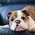 14 Reasons to Choose a English Bulldog