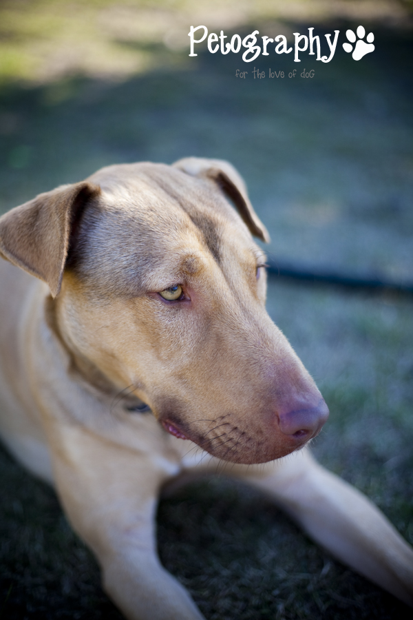 Petography Adoptables K9 Dog Rescue Mandurah