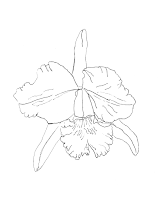 orchid outline