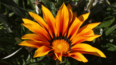 YellowOrange Flower GIF YellowOrange Flower