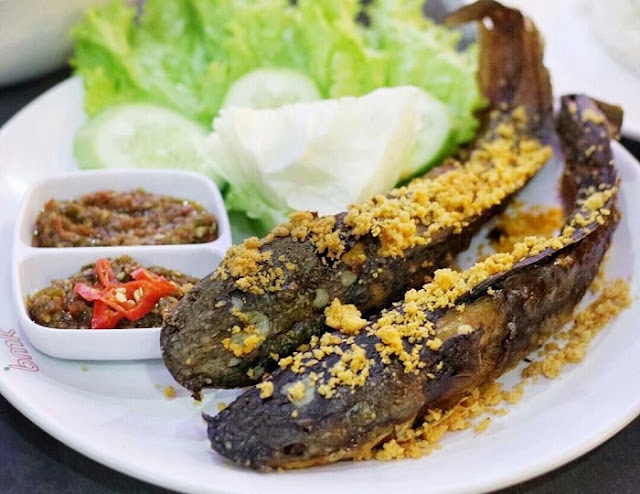 Sedang Trend Lele Higienis, Seperti Apa Budidaya Ikan Lele yang Bersih ini? Berikut Tips-tipsnya Sedang Trend Lele Higienis, Seperti Apa Budidaya Ikan Lele yang Bersih ini? Berikut Tips-tipsnya