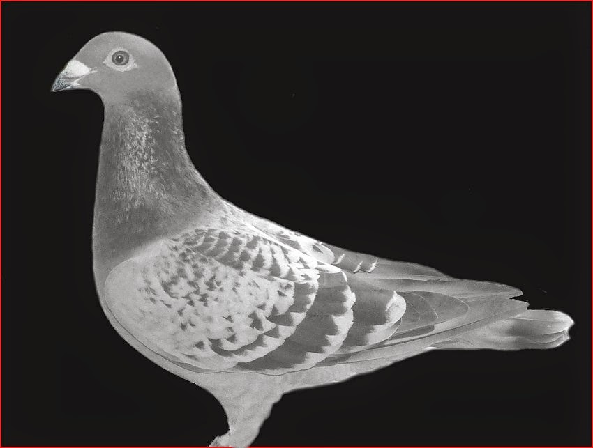 Pigeon Fever PF 1 t/m 5