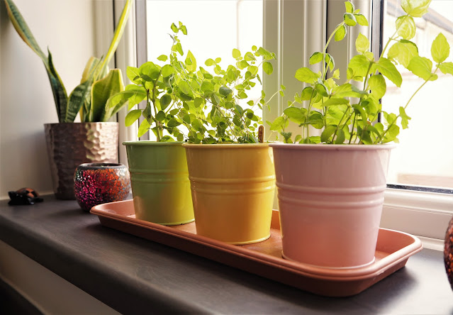 Herbs Growing on Window Sill Herbs Growing on Window Sill