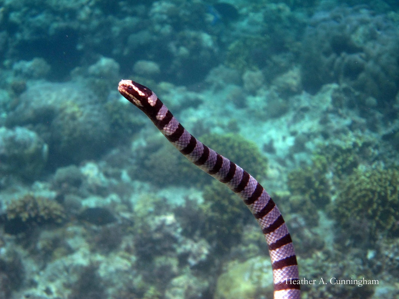 The Sea Snake at Siquijor