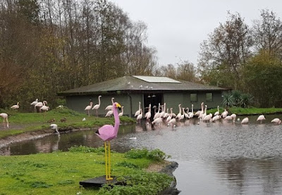 Martin Mere Wetland Centre Giant LEGO trail Flamingo