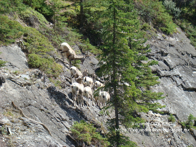 Lago Minnewanka. Banff. Montañas Rocosas Canadienses. Fauna y vida silvestre