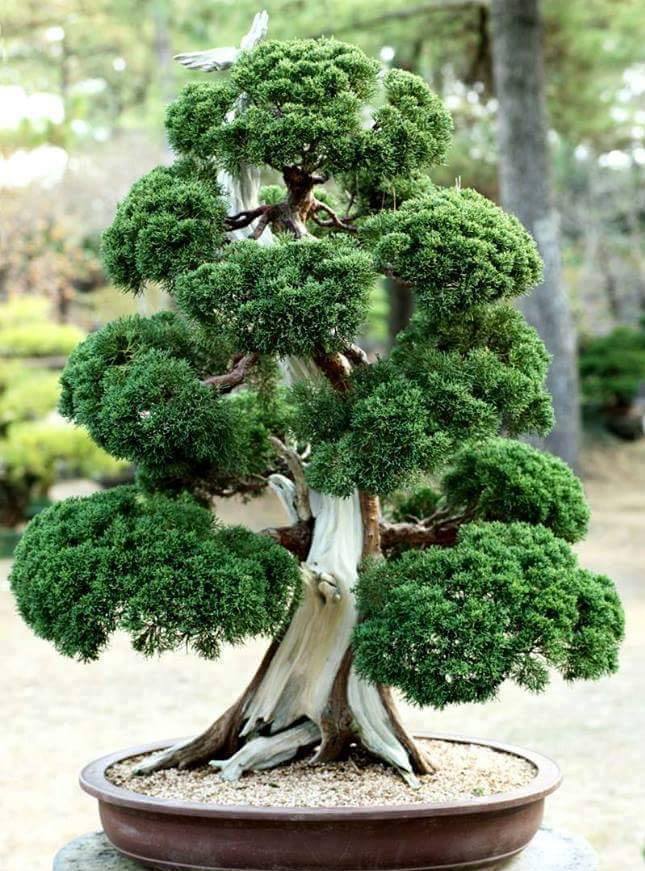 What Really Make A Tree Into Bonsai The Open Secrets of A Bonsai Tree