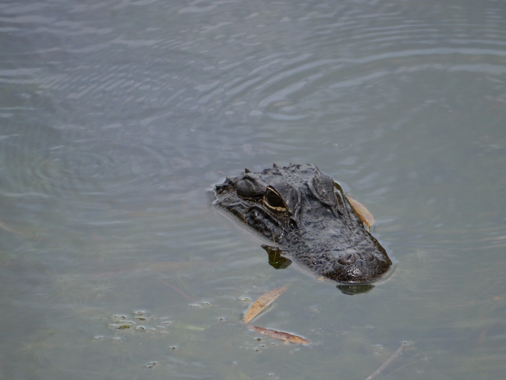 Bahama Bay Resort Orlando Floride lac végétation alligator