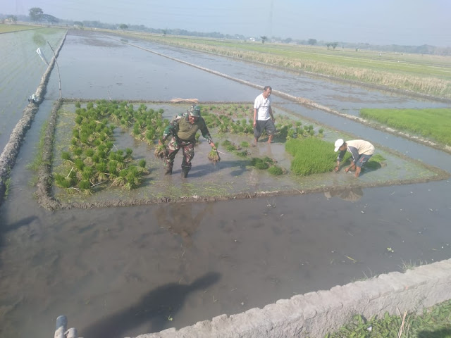 Babinsa Koramil Wonosari Terjun Kesawah