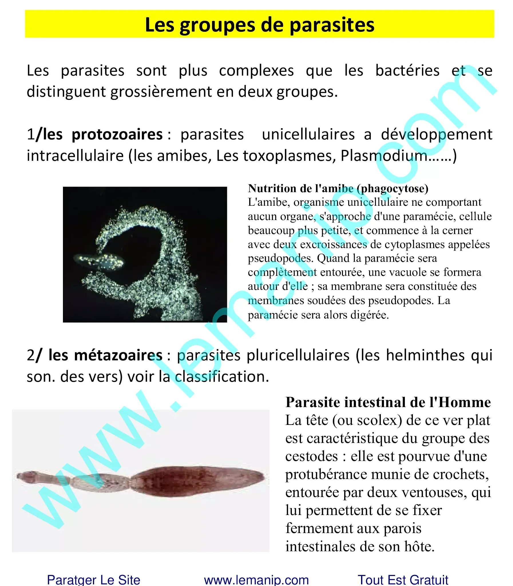 Les groupes de parasites