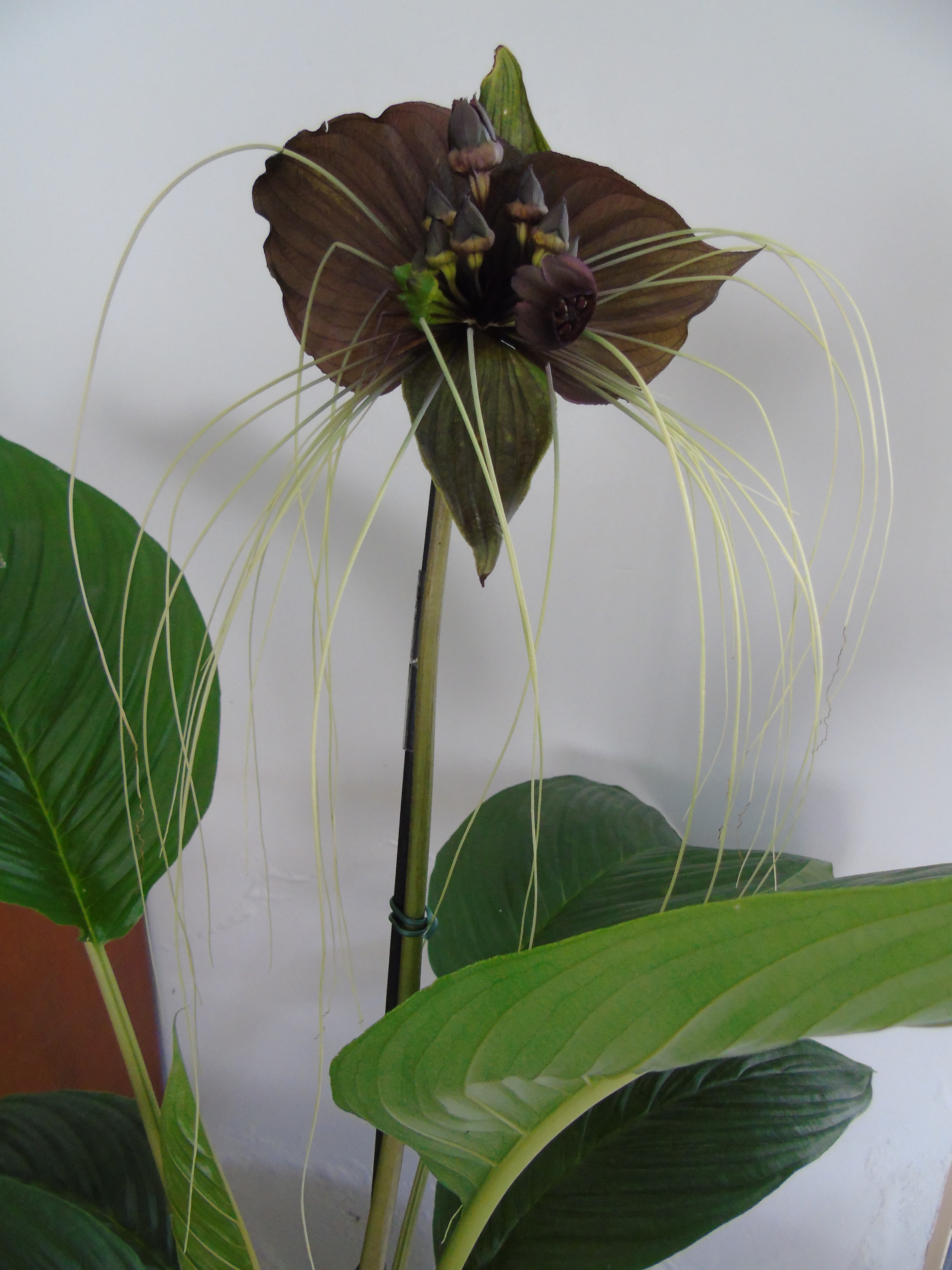 Flor-morcego (Tacca chantrieri André) | A planta da vez