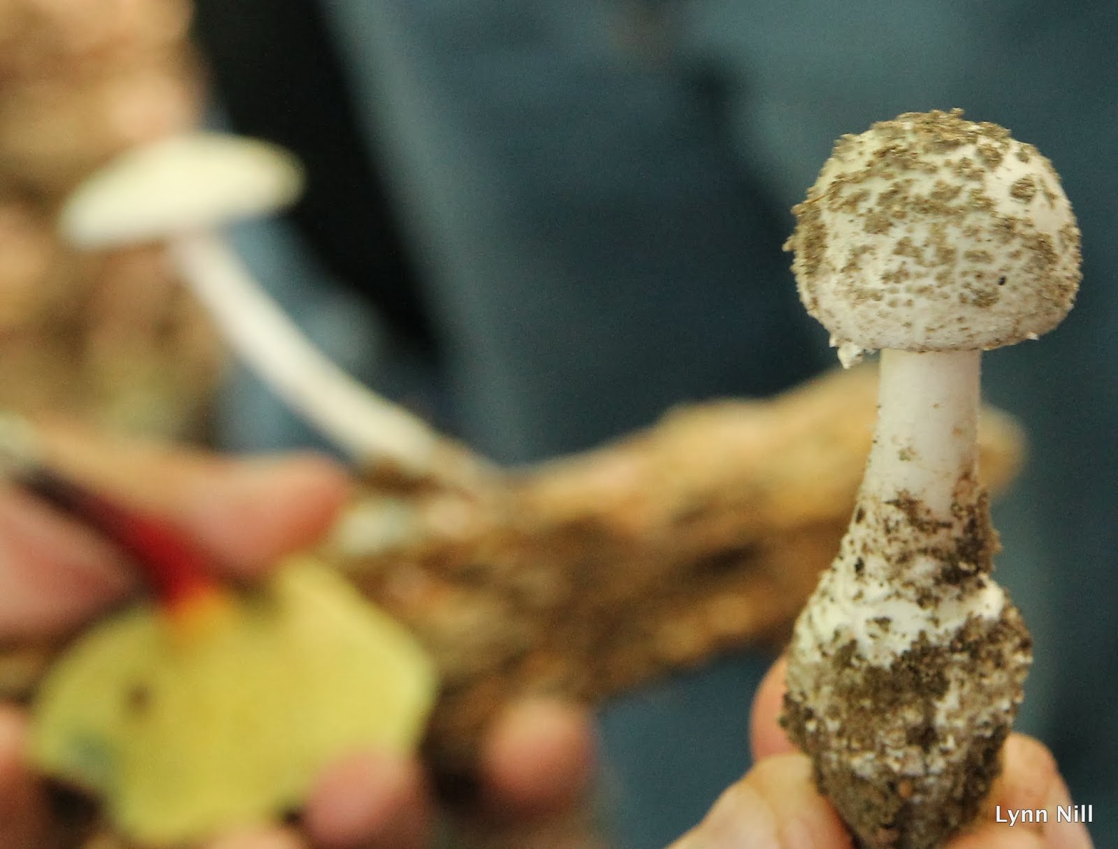 Dreaming of Asia in Texas Mushroom Hunting at Drumlin Farm September 2013