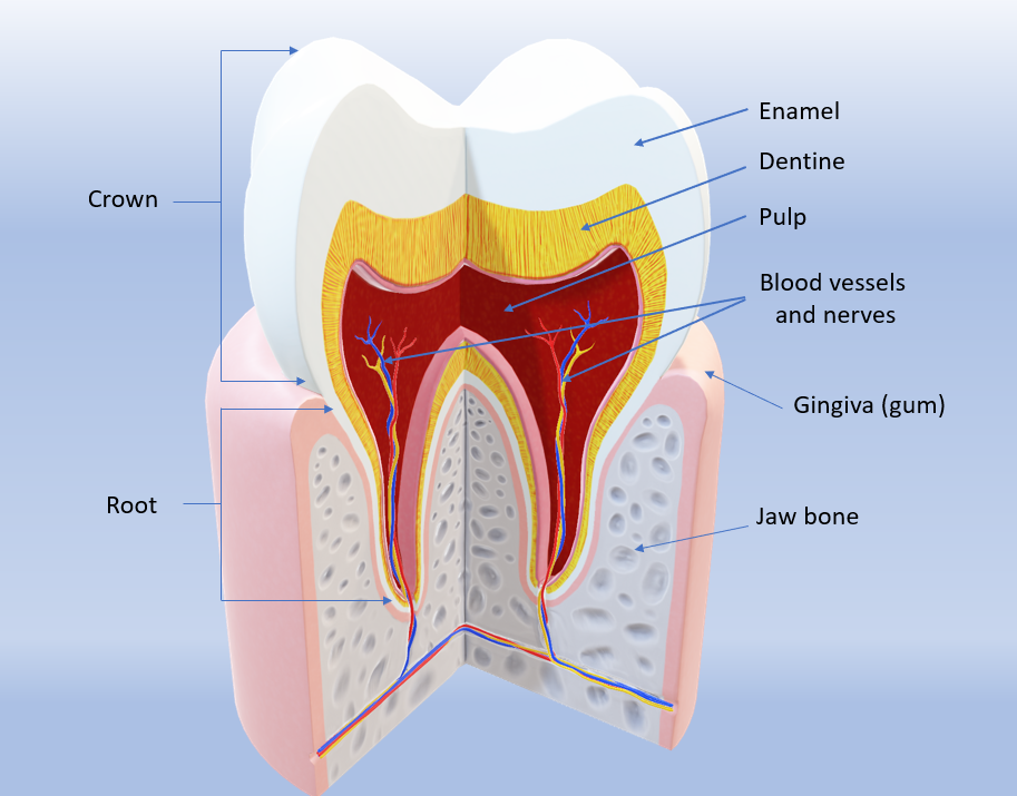 Basic Knowledge of Oral Cavity, Identifying and Avoiding Oral Diseases