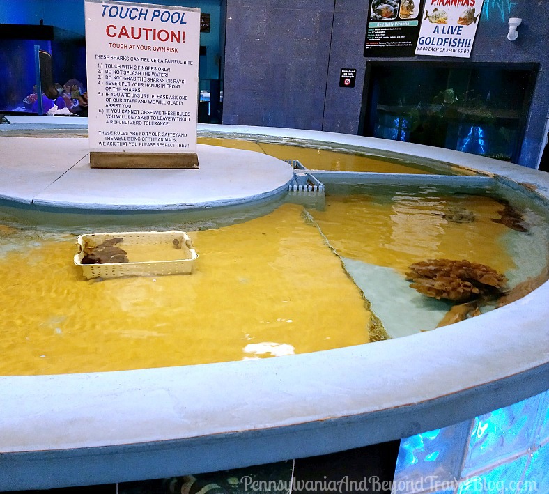 Pennsylvania & Beyond Travel Blog The Seaport Aquarium on the Wildwood Boardwalk