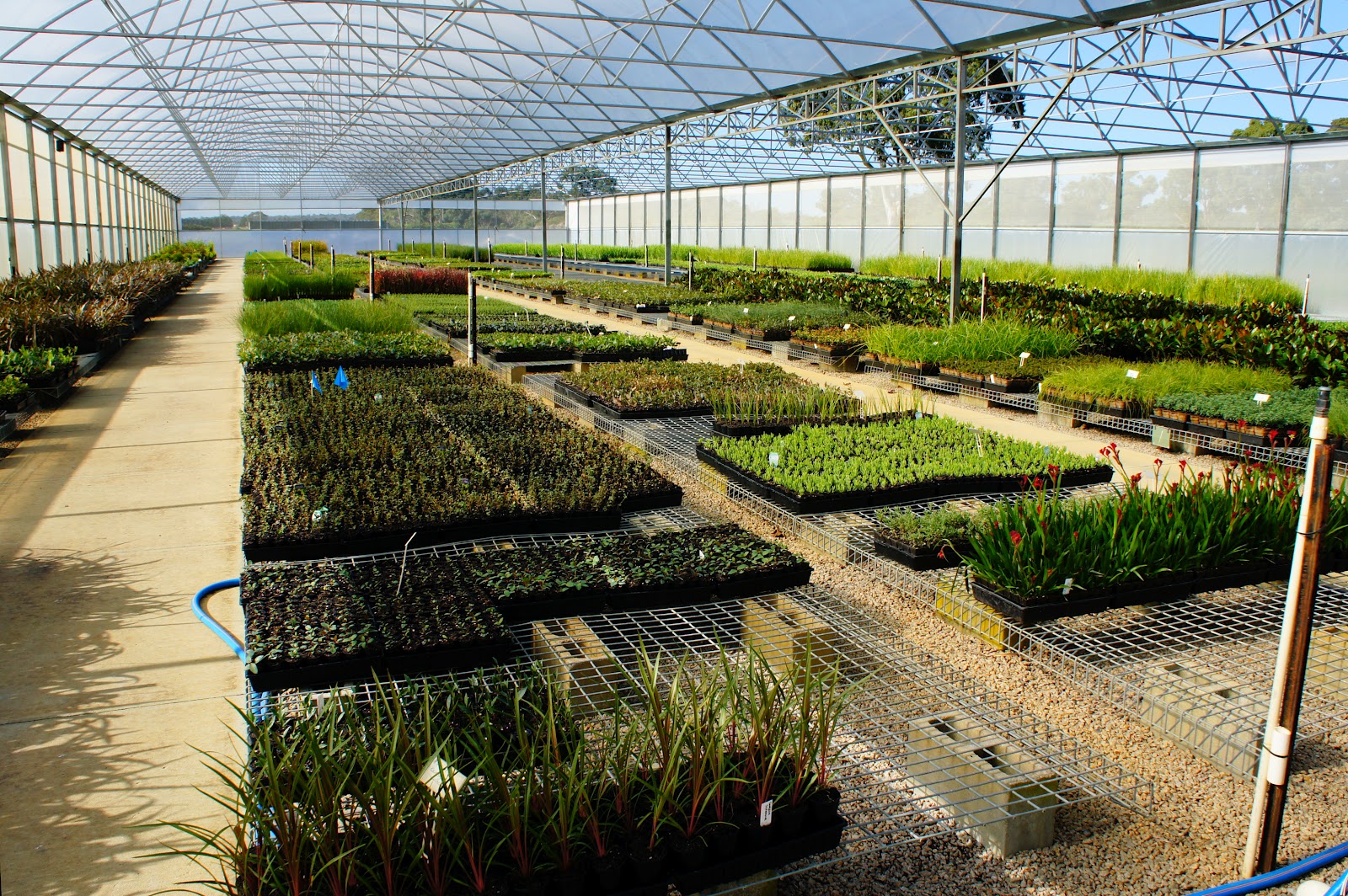 Ramiel Plantae Mansfield's Propagation Nursery