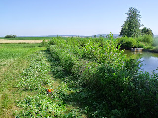 Erlenhecke am Weiher schneiden (c) by Joachim Wenk Erlenhecke am Weiher schneiden (c) by Joachim Wenk