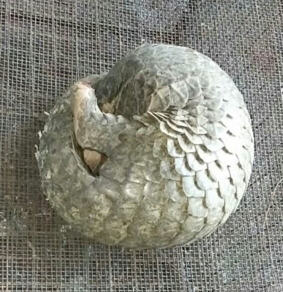 ভুটান থেকে শিলিগুড়ি হয়ে বাংলাদেশে পাচারের পথে উদ্ধার প্যাঙ্গোলিন, গ্রেপ্তার ৫ভুটান নাগরিক 1 ভুটান থেকে শিলিগুড়ি হয়ে বাংলাদেশে পাচারের পথে উদ্ধার প্যাঙ্গোলিন, গ্রেপ্তার ৫ভুটান নাগরিক