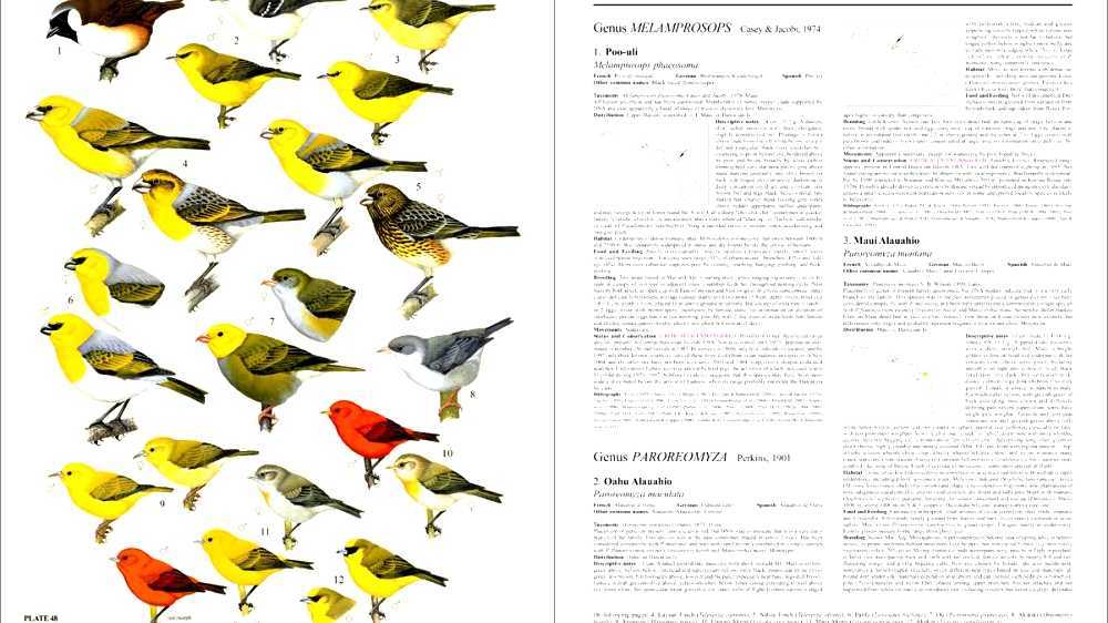 Handbook of the Birds of the World