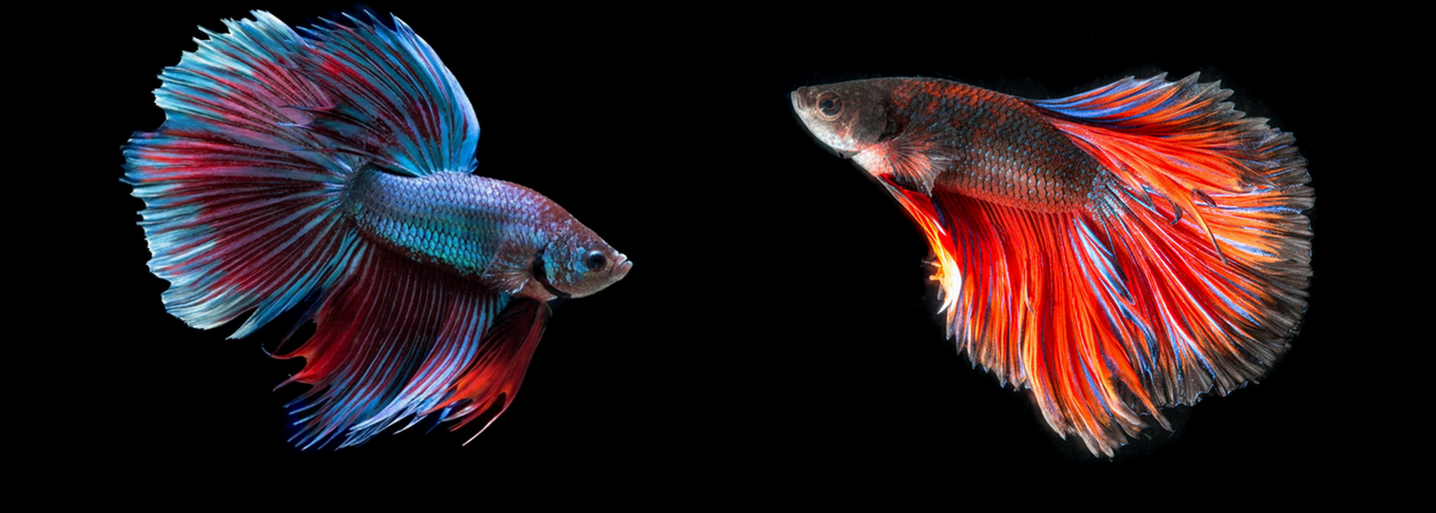 සියම් දේශයේ සුන්දර සටන්කාමියා...Fighter Fish ~ Aquatic Students ...