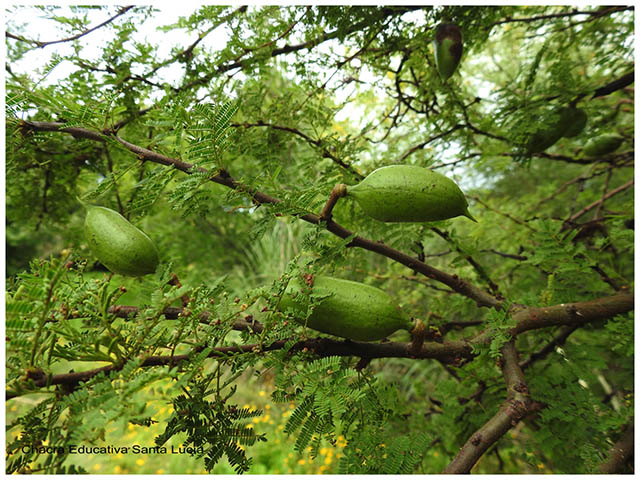 Frutos de espinillo verdes-Chacra Educativa Santa Lucía Frutos de espinillo verdes-Chacra Educativa Santa Lucía
