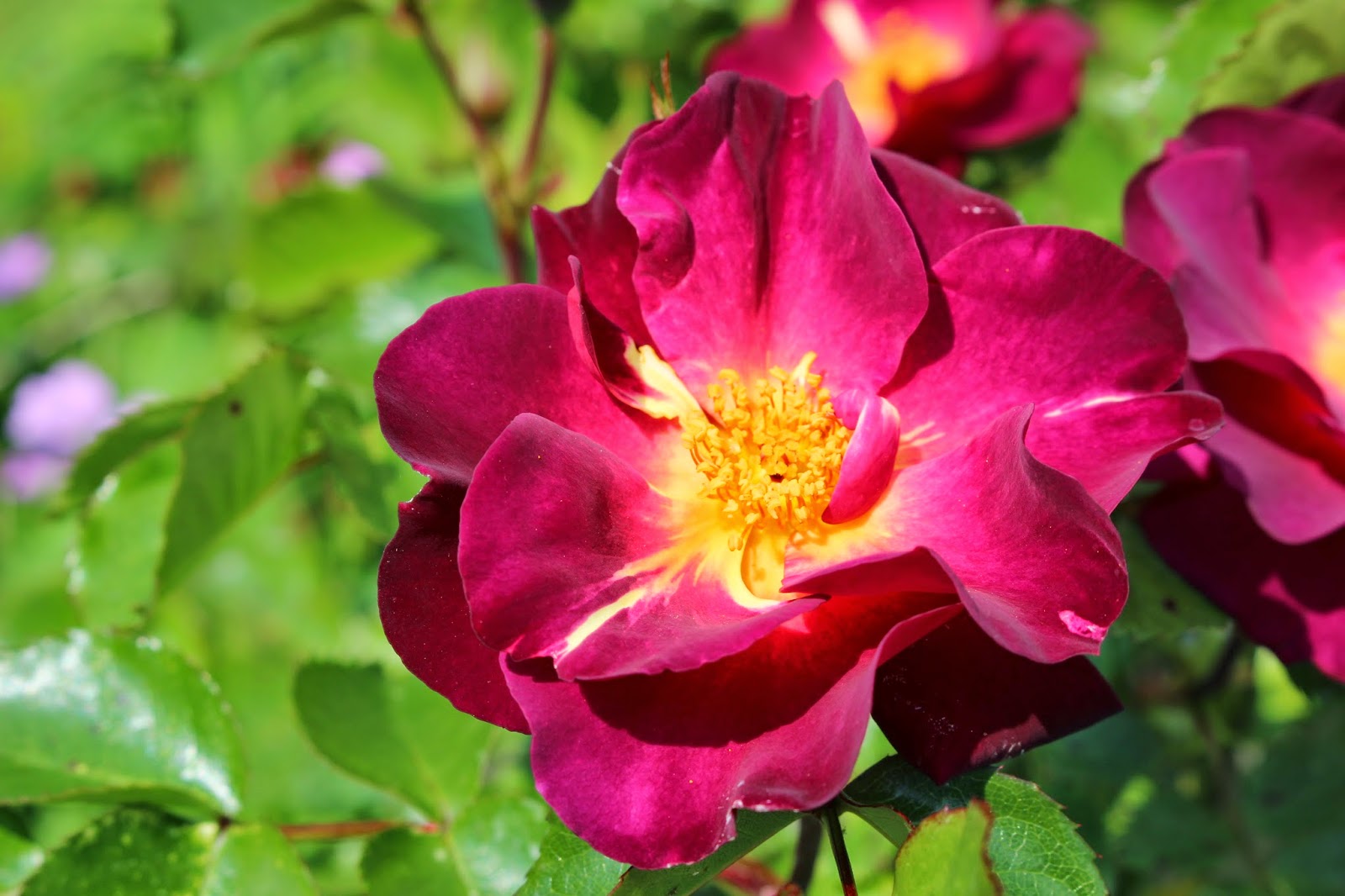 Les roses du jardin secret: Wild rover. Dickson 2007.