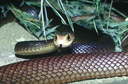 taipan