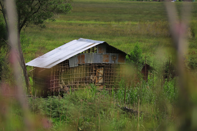 Thousand Foot House Typical Arfak Tribe Thousand Foot House Typical Arfak Tribe