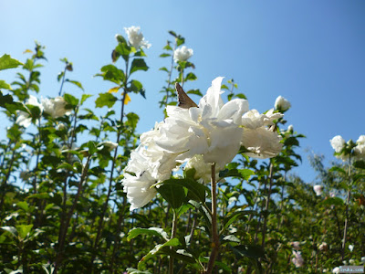 秋の白い花
