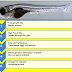  Why use zebrafish as a model organism for research work? 