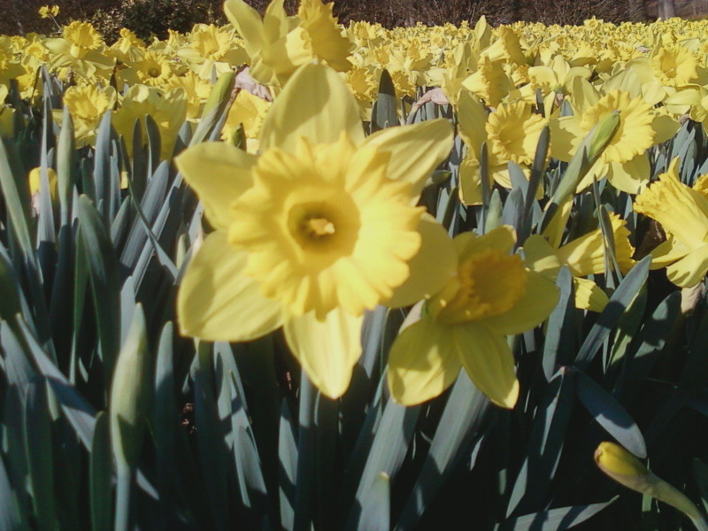Unabashed Left Early Summer; Daffy Daffodil Daze; National Parks and