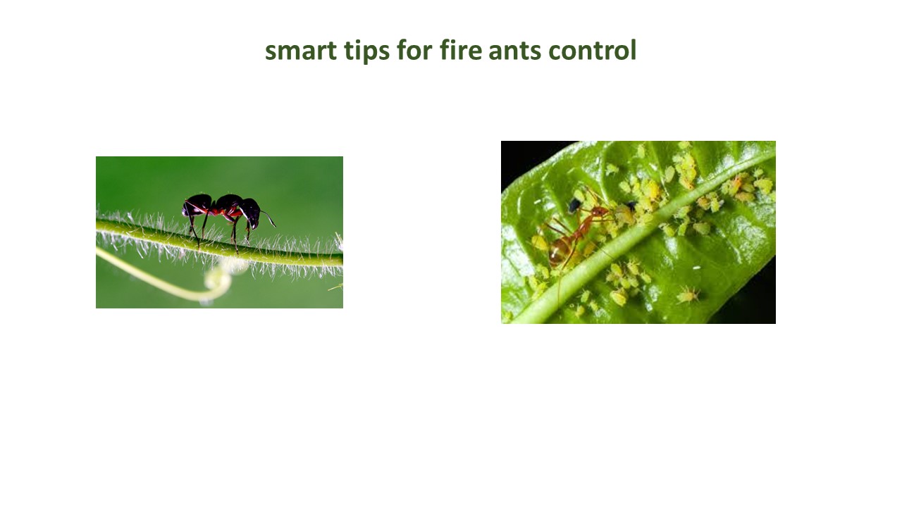 how to get rid of fire ants in vegetable garden