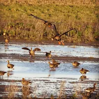 Ireland images: Greenland White-fronted Geese