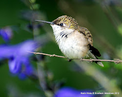 migration hummingbird season rth southern