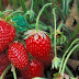 Les fraises se gâchent rapidement... un agriculteur expert nous partage des astuces brillantes pour les conserver